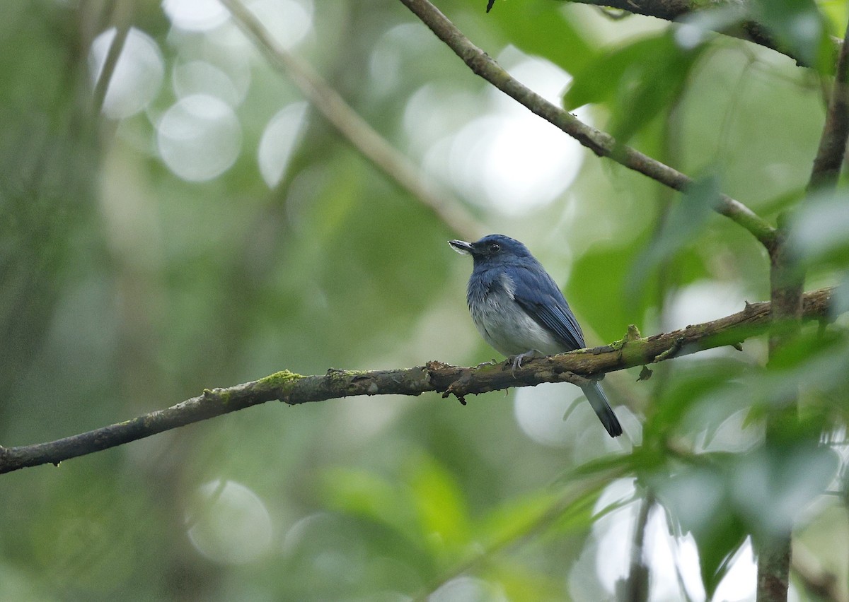 White-bellied Blue Flycatcher - ML642265124