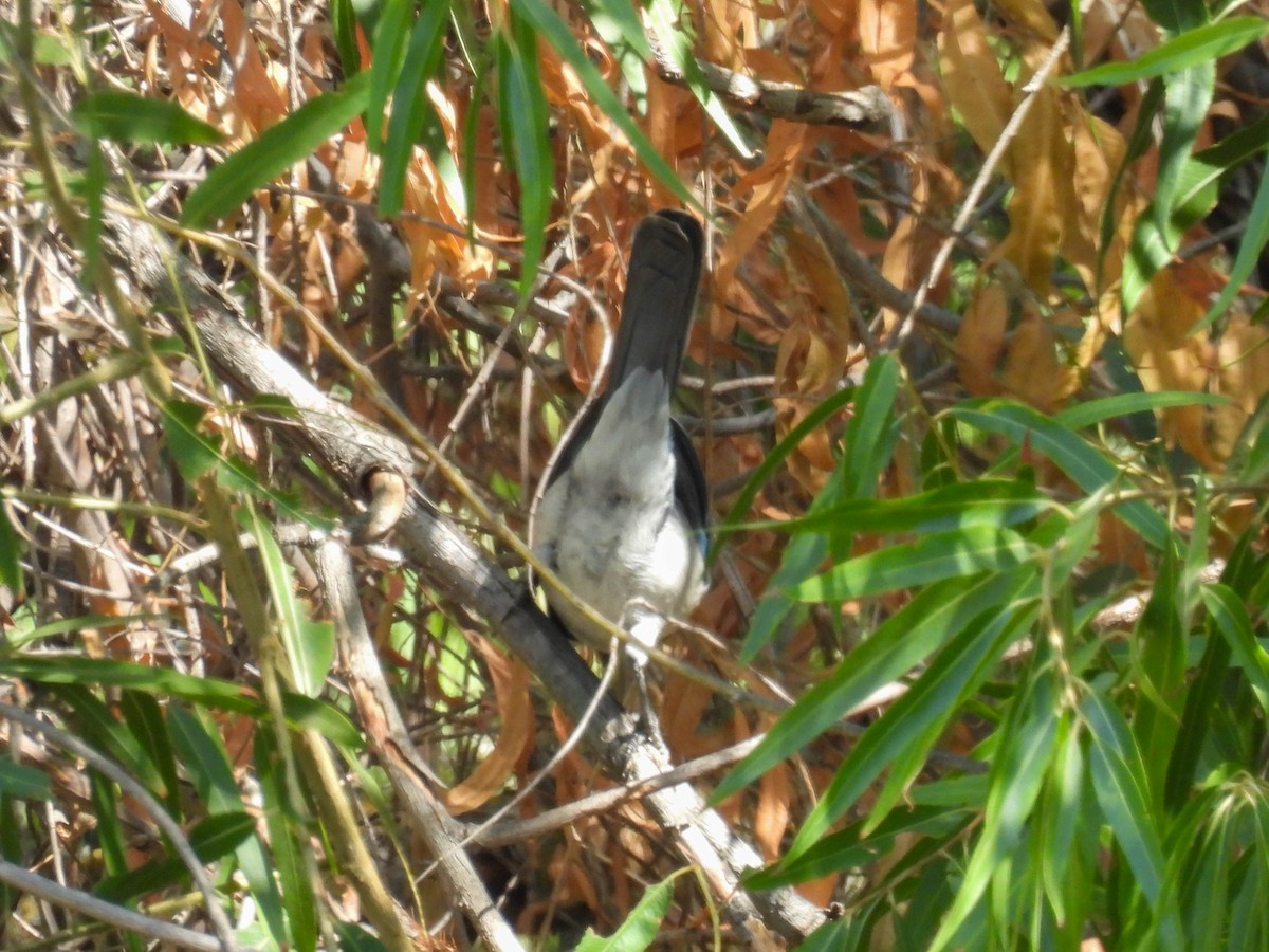 California Scrub-Jay - ML642265129