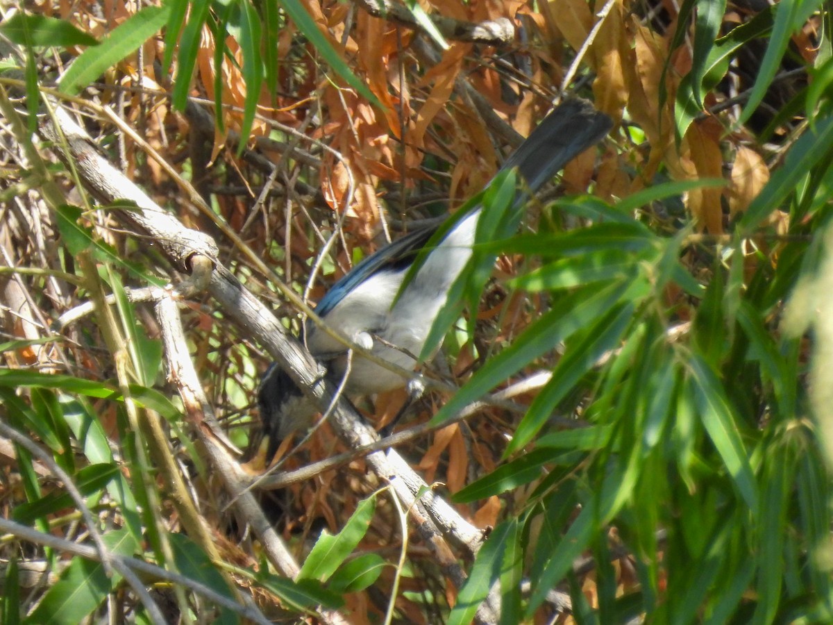 California Scrub-Jay - ML642265130