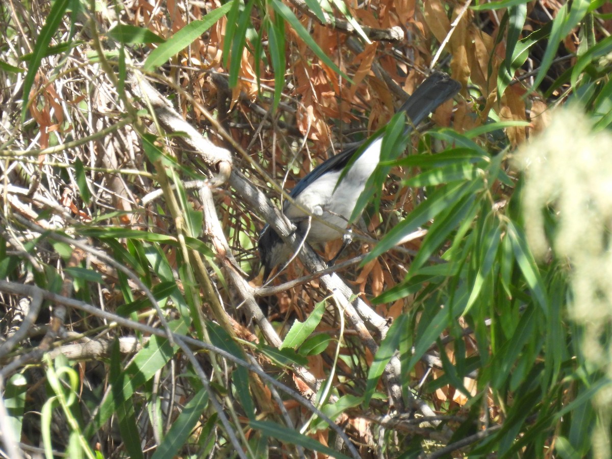 California Scrub-Jay - ML642265131