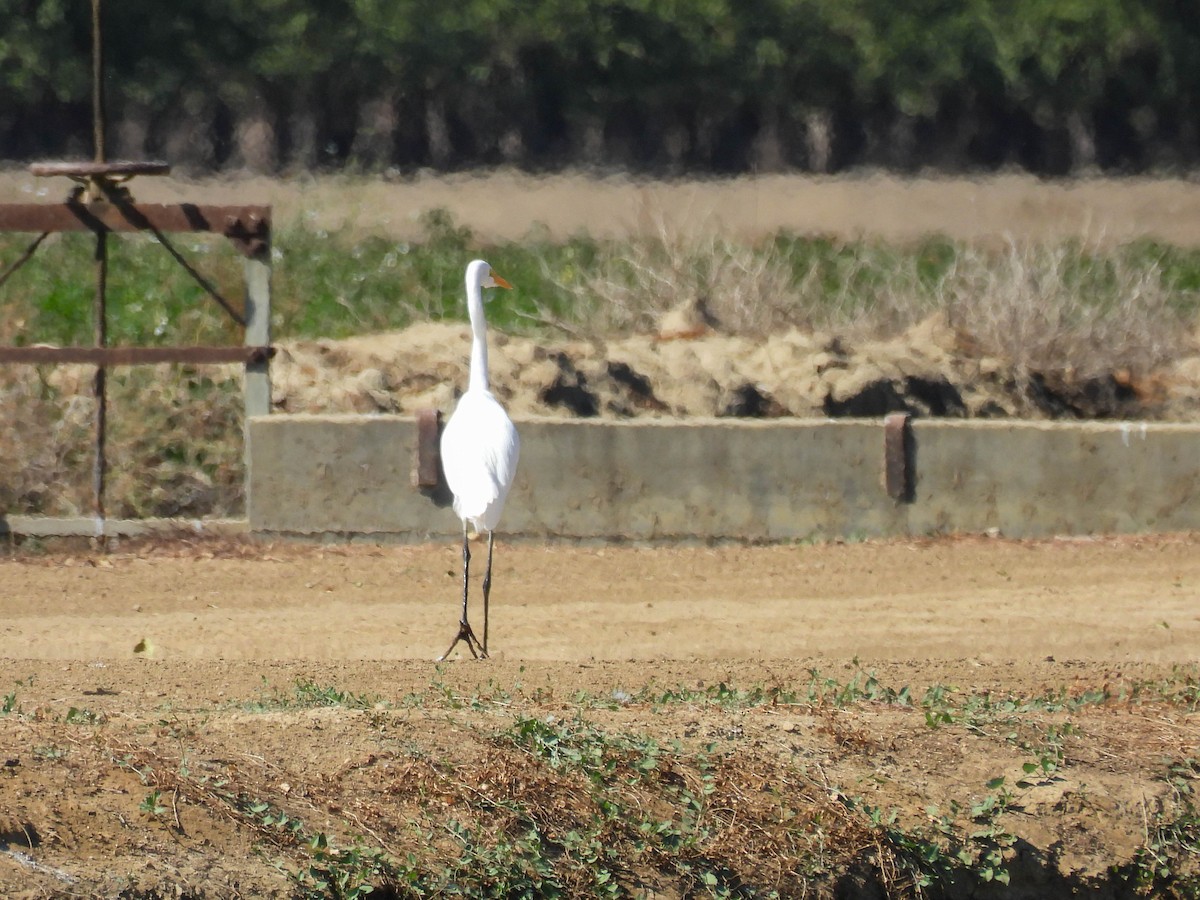 לבנית גדולה - ML642265141