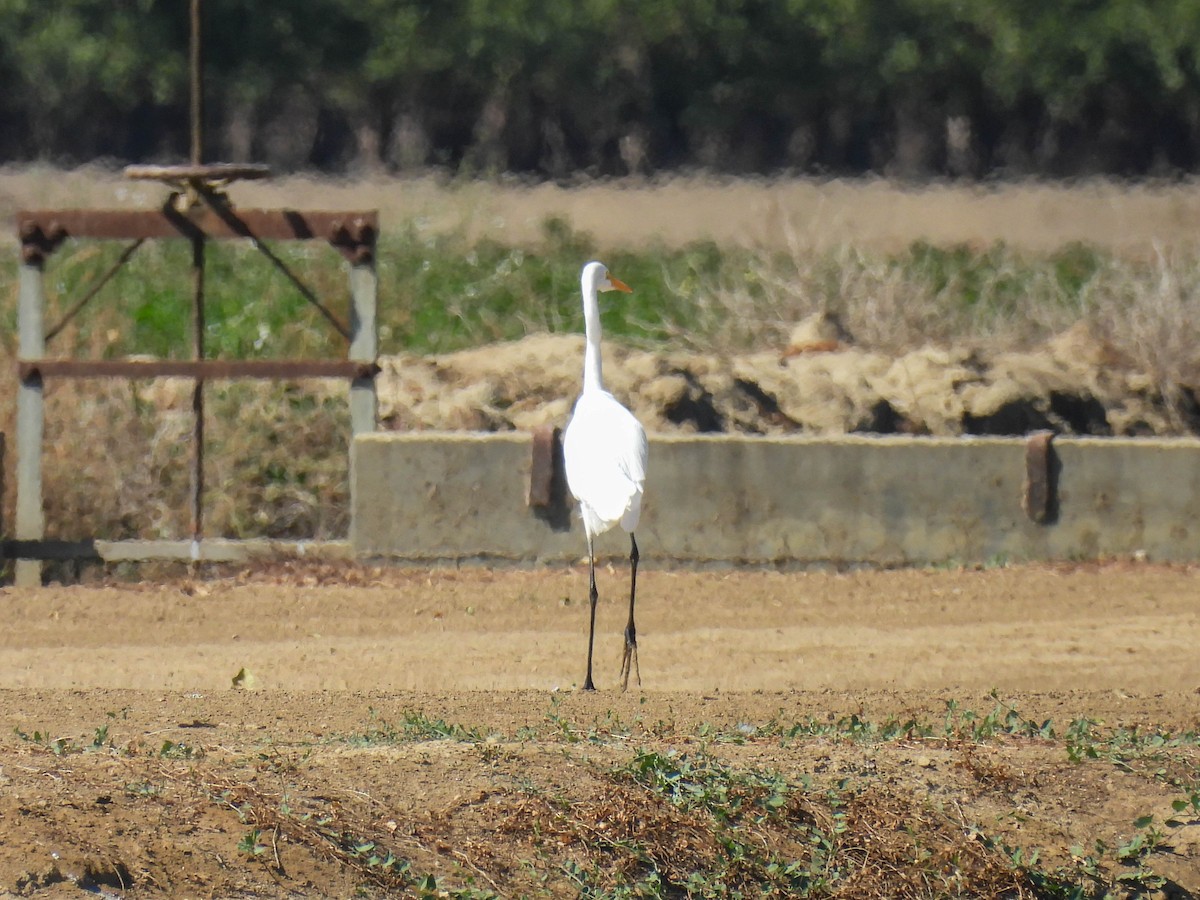 לבנית גדולה - ML642265142