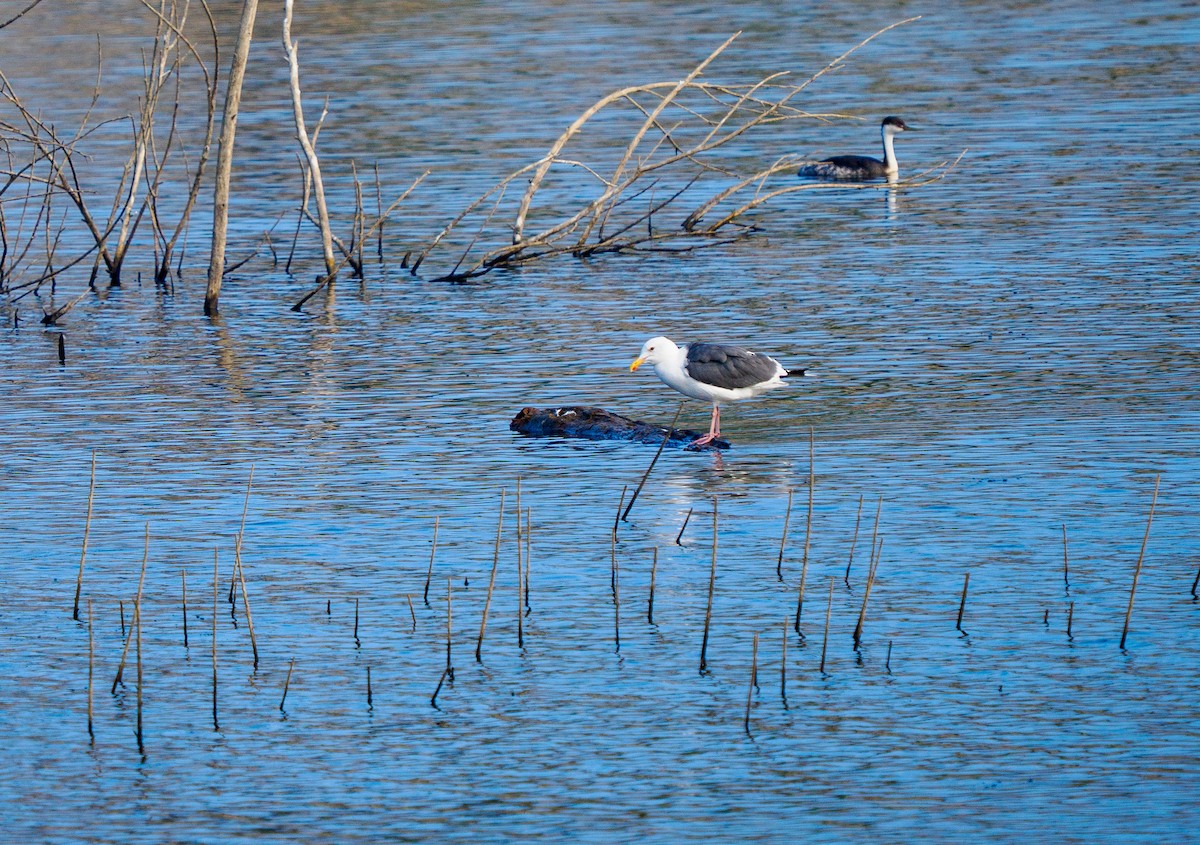 Western Gull - ML642265150
