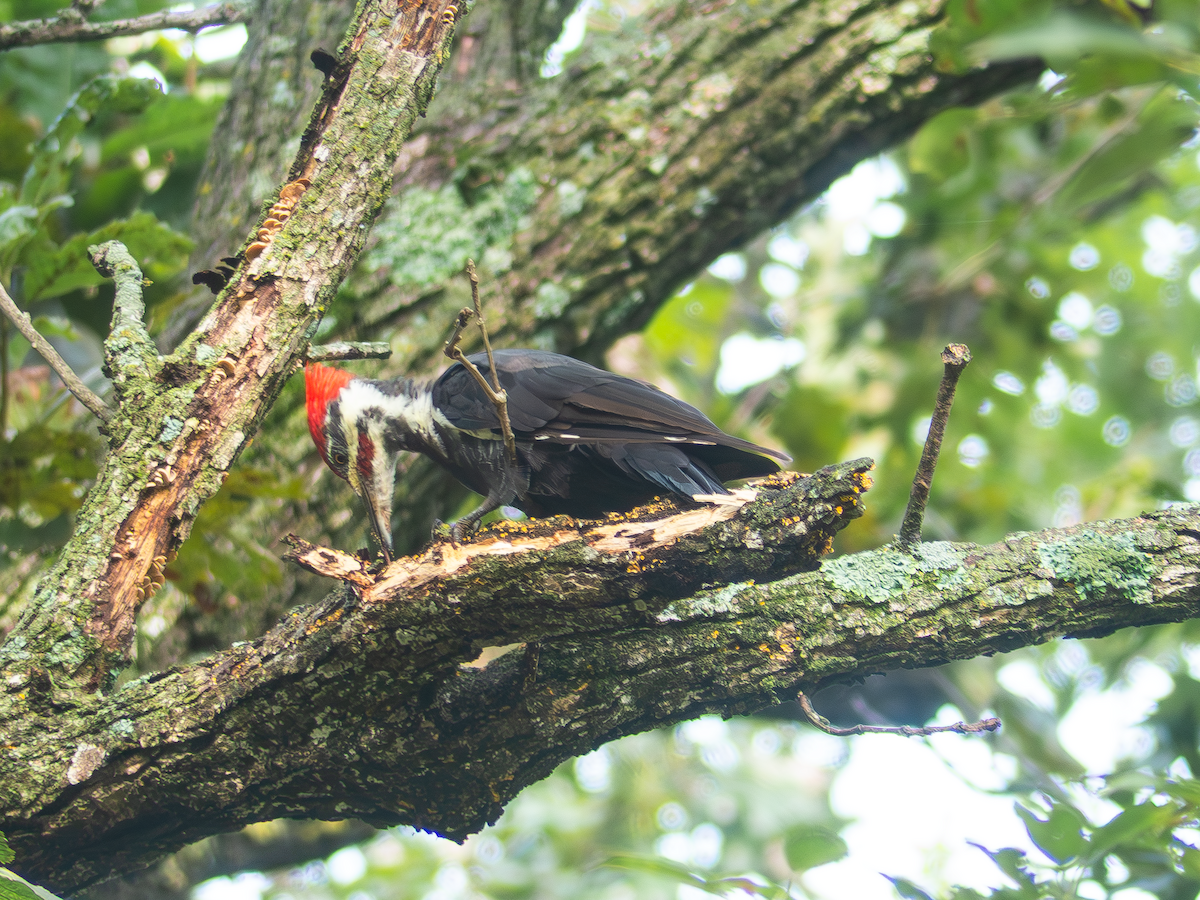 Pileated Woodpecker - ML642265158