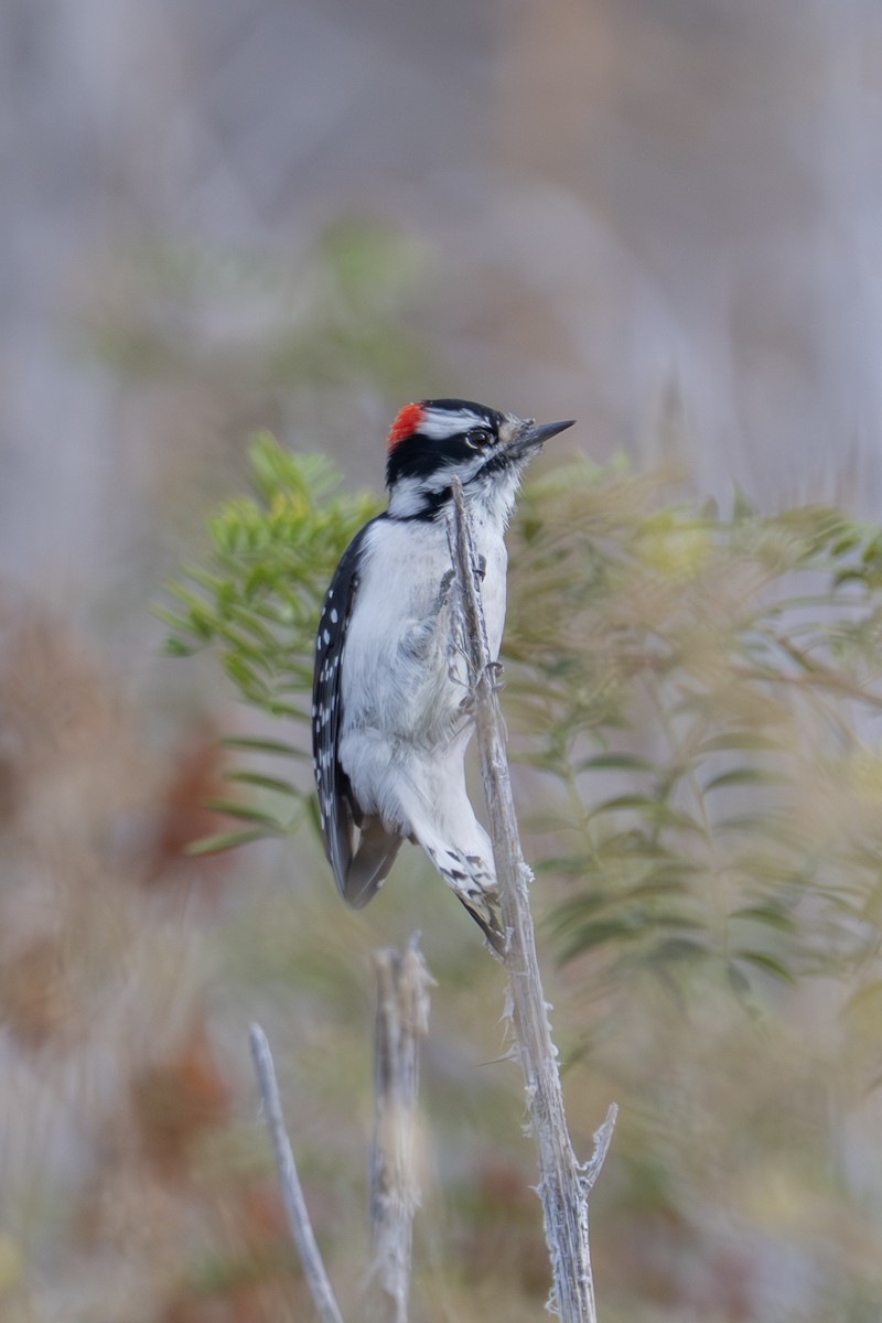 Downy Woodpecker - ML642265160