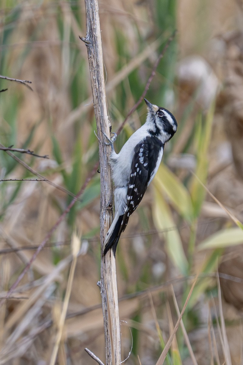 Downy Woodpecker - ML642265162