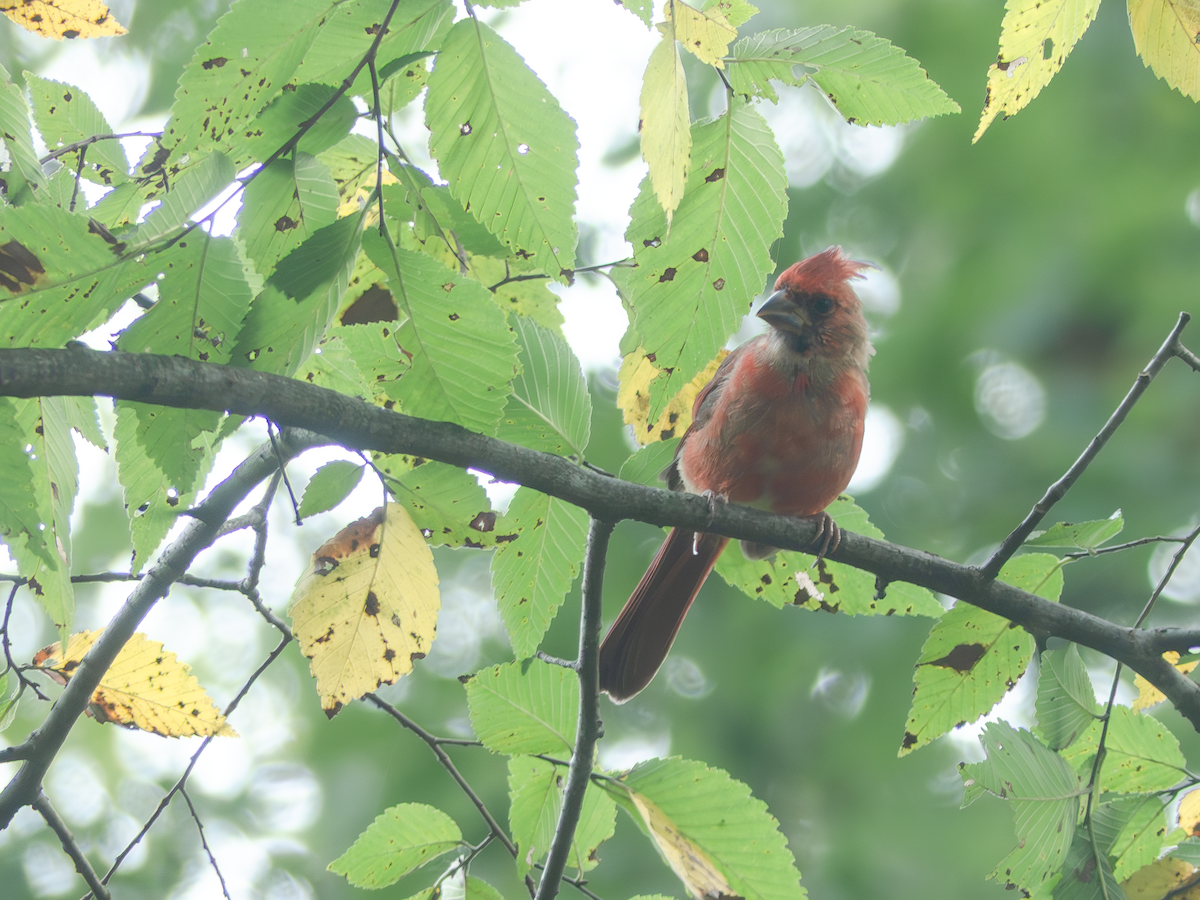 Northern Cardinal - ML642265167