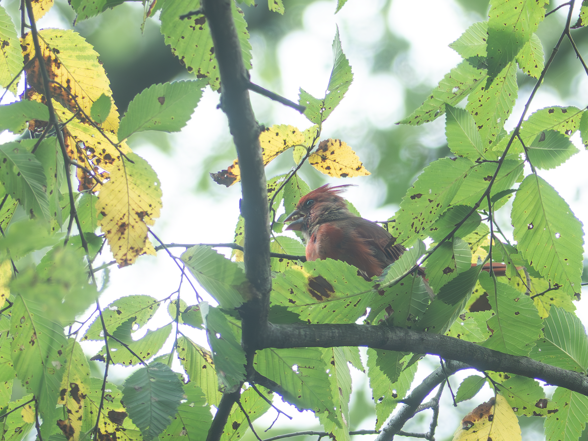 Northern Cardinal - ML642265168