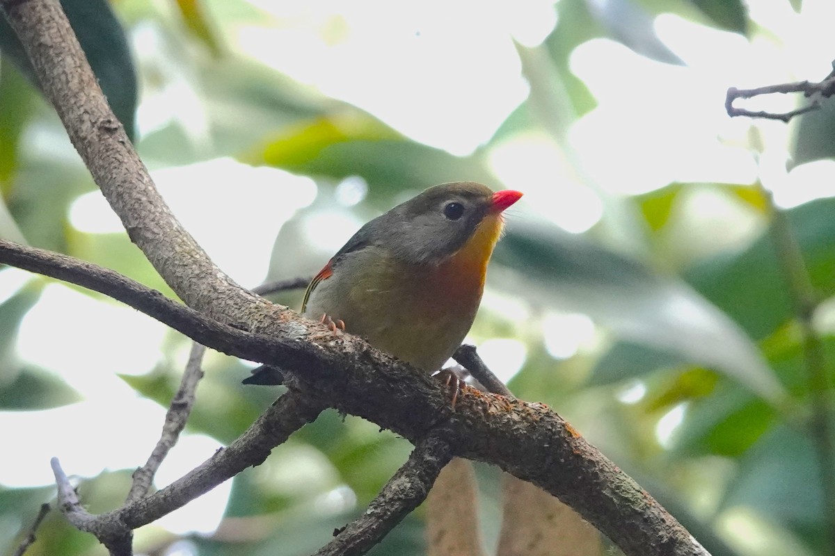 Red-billed Leiothrix - ML642265179
