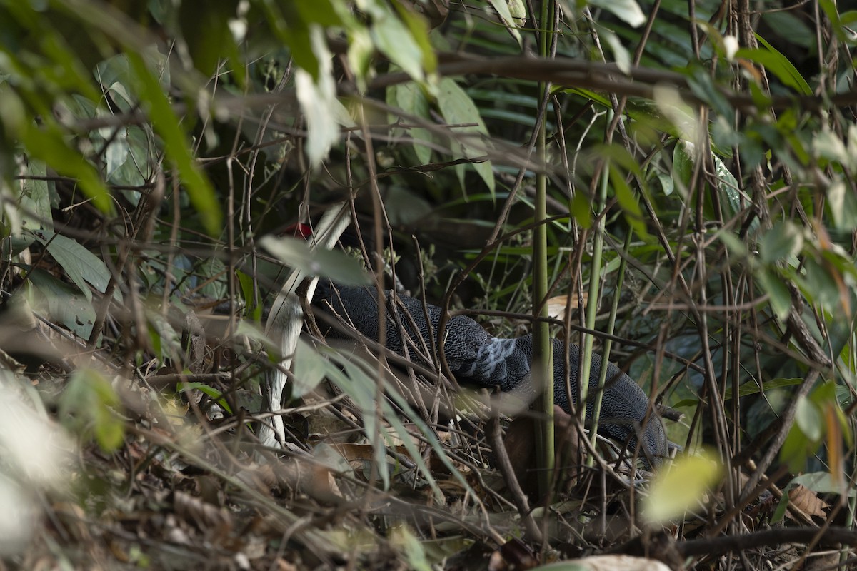 Kalij Pheasant - ML642265219