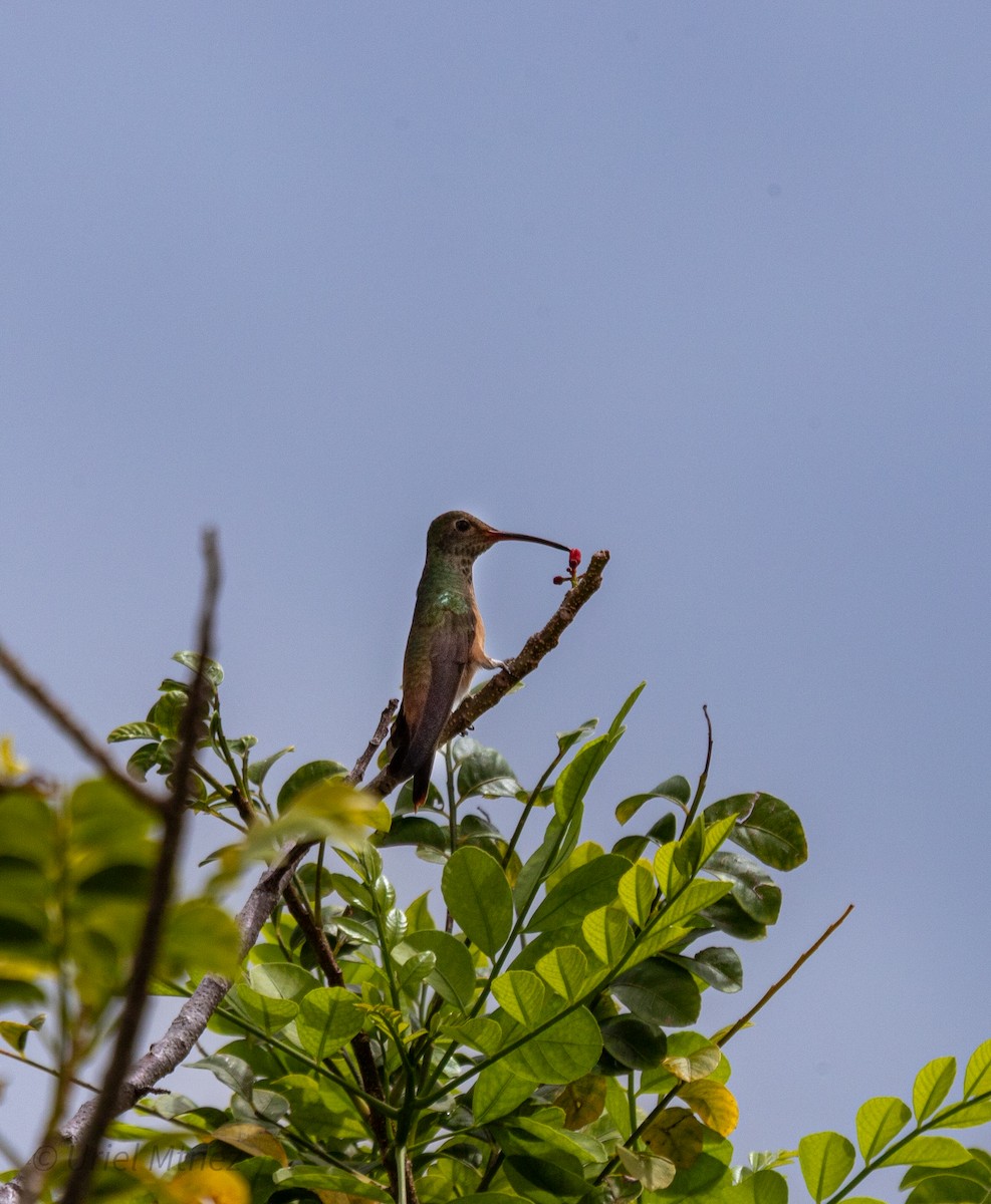 Buff-bellied Hummingbird - ML642265230