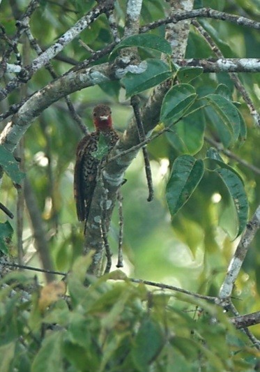 Cinnamon Woodpecker - ML642265292