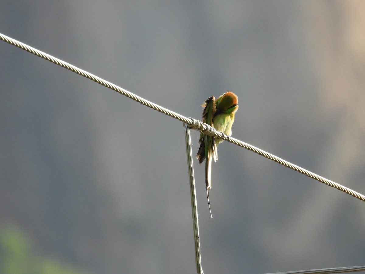 Asian Green Bee-eater - ML642265299