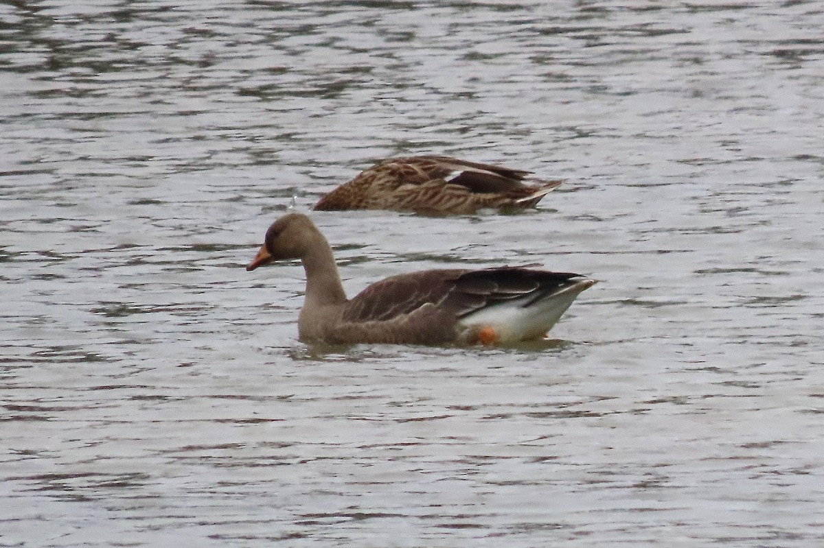 Blässgans - ML642265330