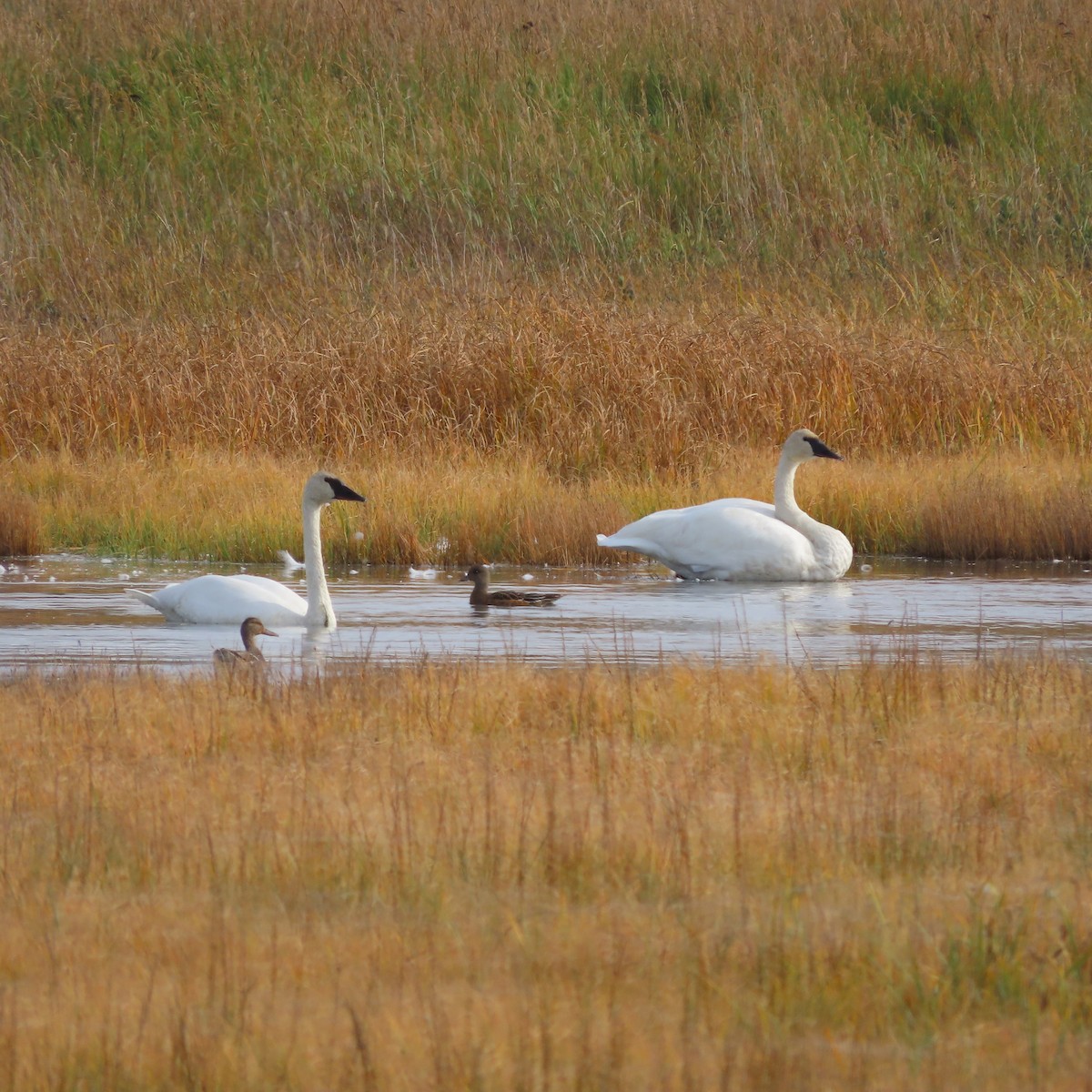 Trompeterschwan - ML642265331