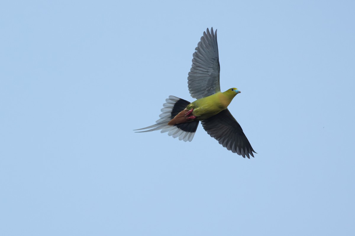 Pin-tailed Green-Pigeon - ML642265332