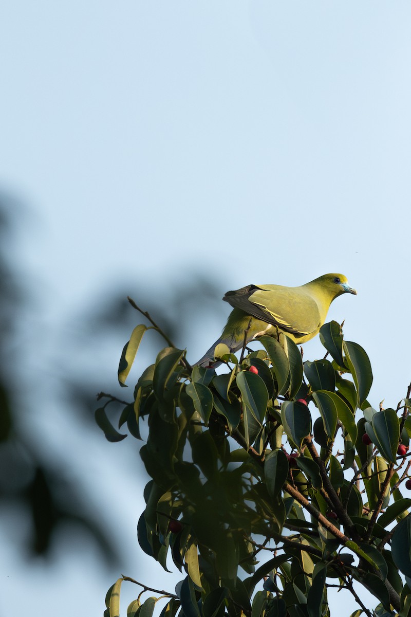 Pin-tailed Green-Pigeon - ML642265333