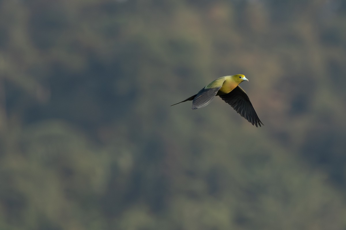 Pin-tailed Green-Pigeon - ML642265334