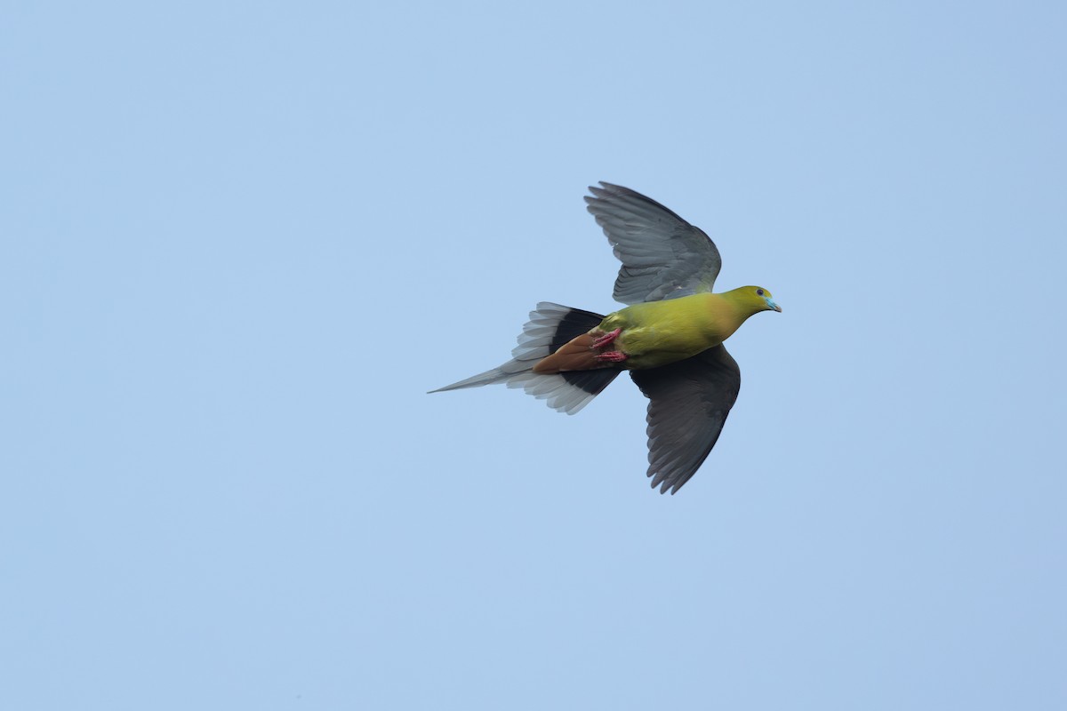 Pin-tailed Green-Pigeon - ML642265335