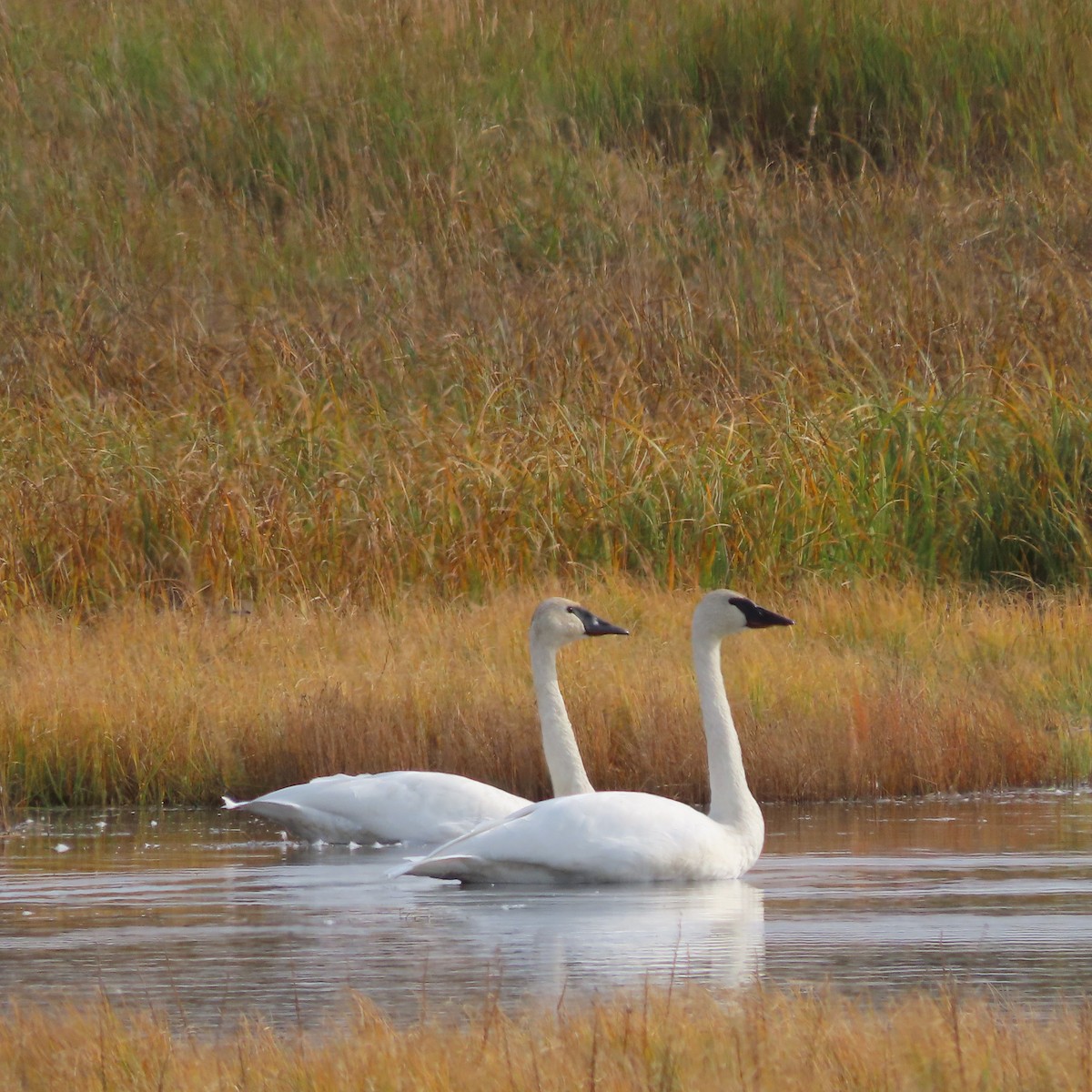Trompeterschwan - ML642265337