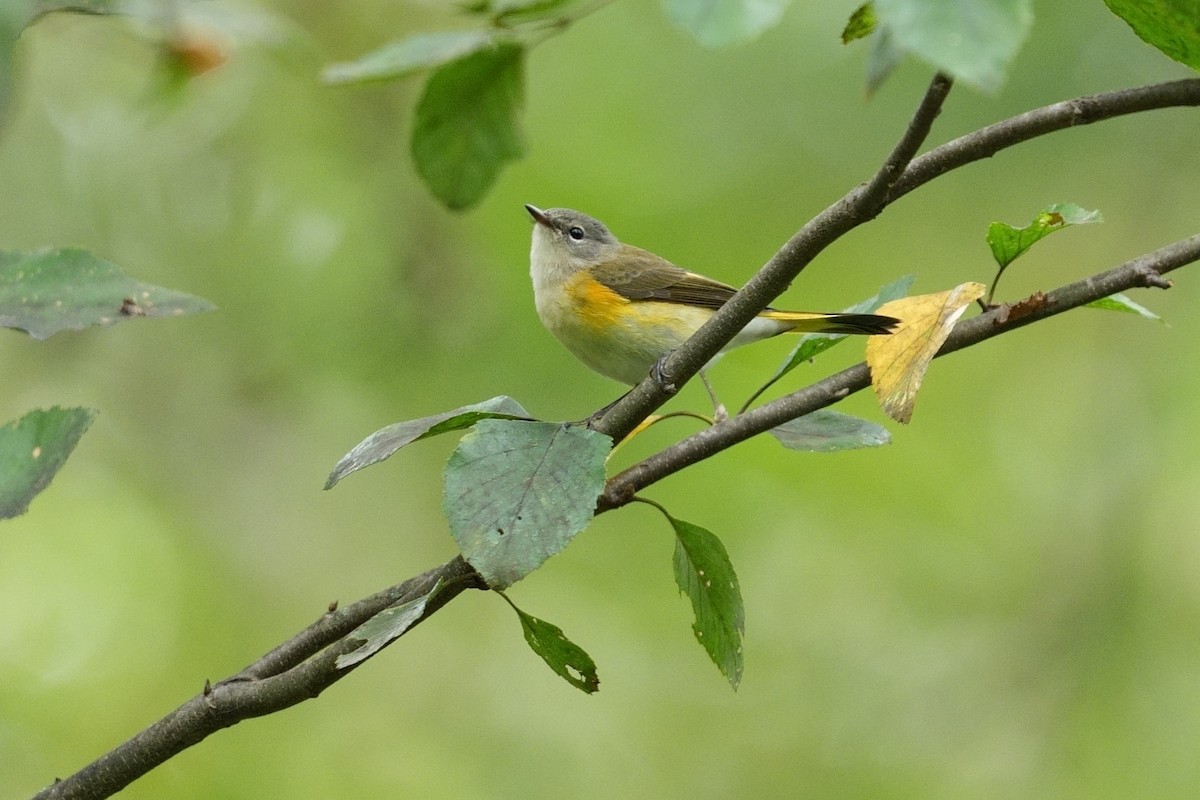 Rotschwanz-Waldsänger - ML642265350