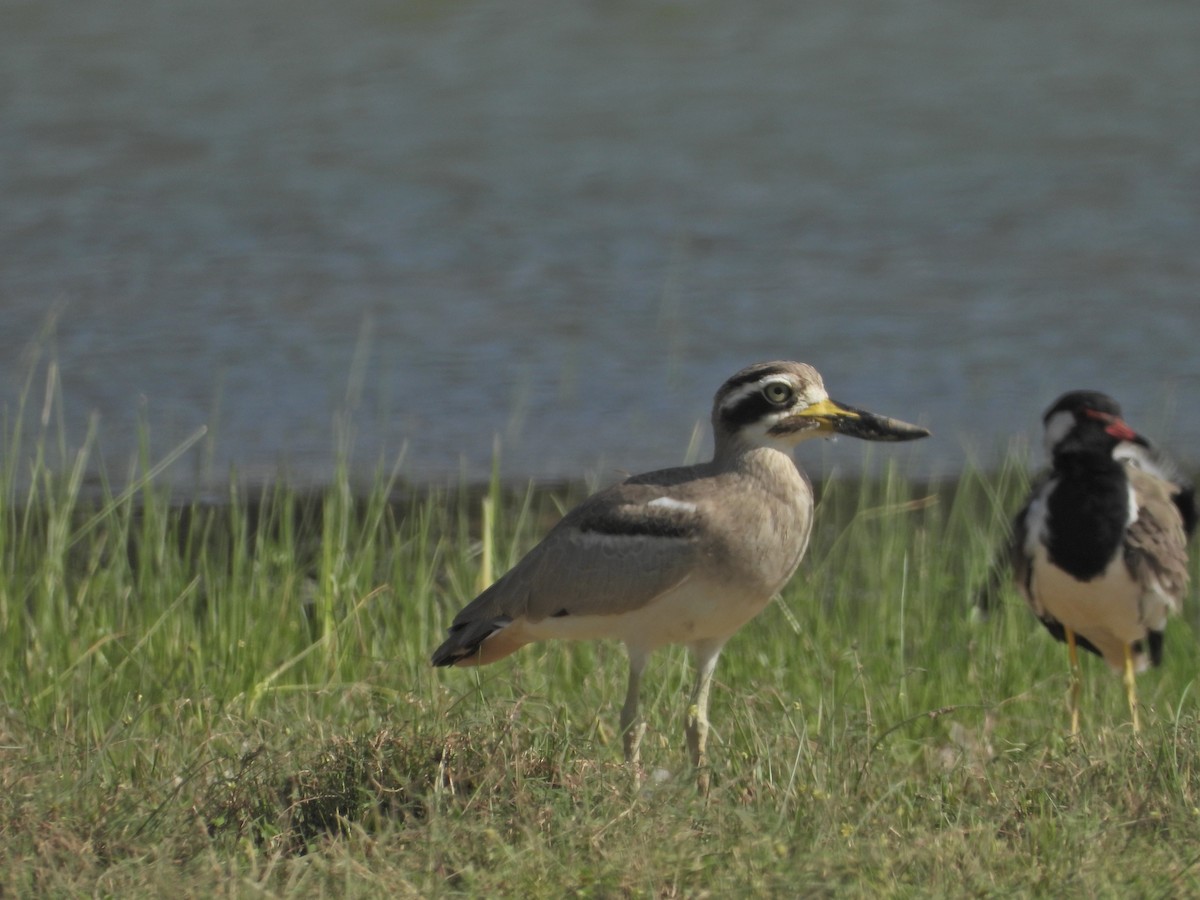 Great Thick-knee - ML642265355