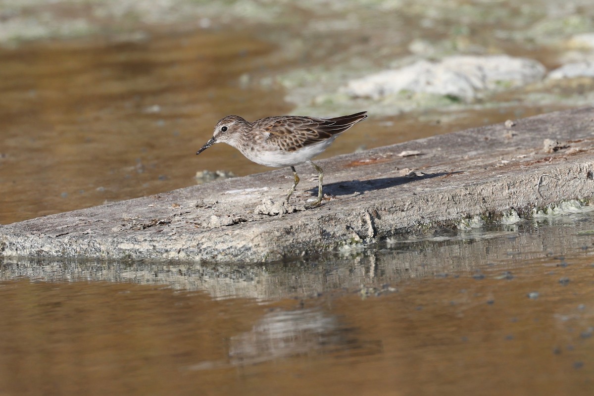 Wiesenstrandläufer - ML642265356