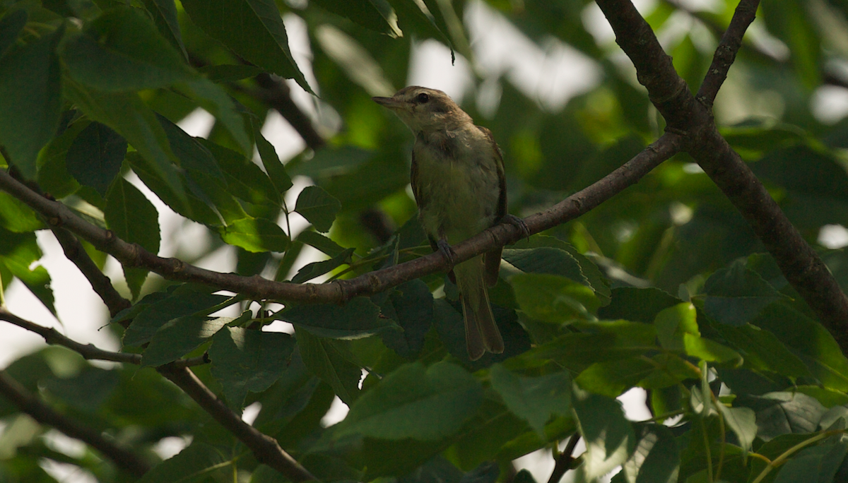 Sängervireo - ML642265359