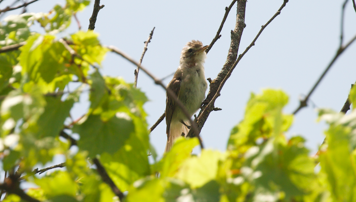Sängervireo - ML642265360