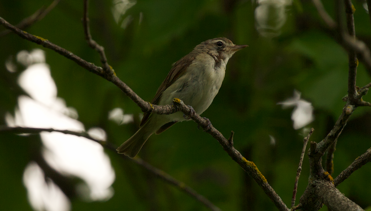 Sängervireo - ML642265362