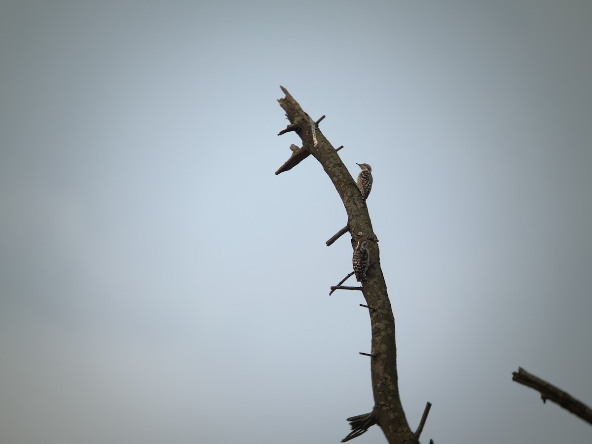 Brown-capped Pygmy Woodpecker - ML642265375