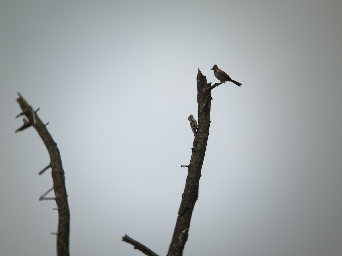 Brown-capped Pygmy Woodpecker - ML642265376
