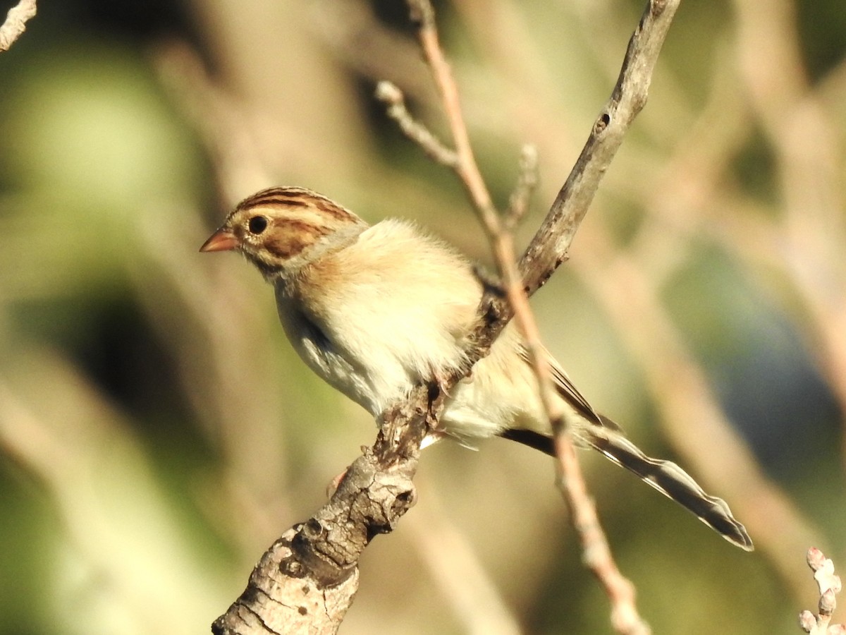 Clay-colored Sparrow - ML642265409
