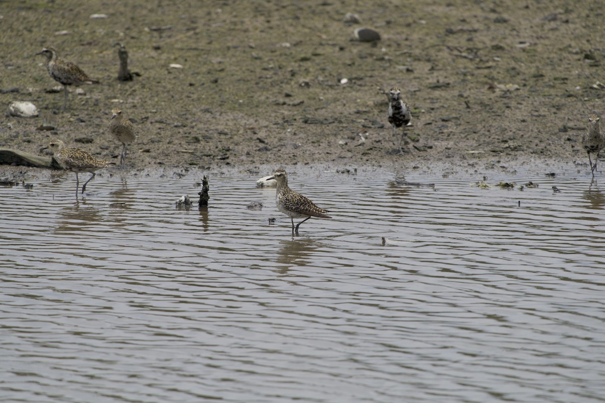 Pacific Golden-Plover - ML642265410
