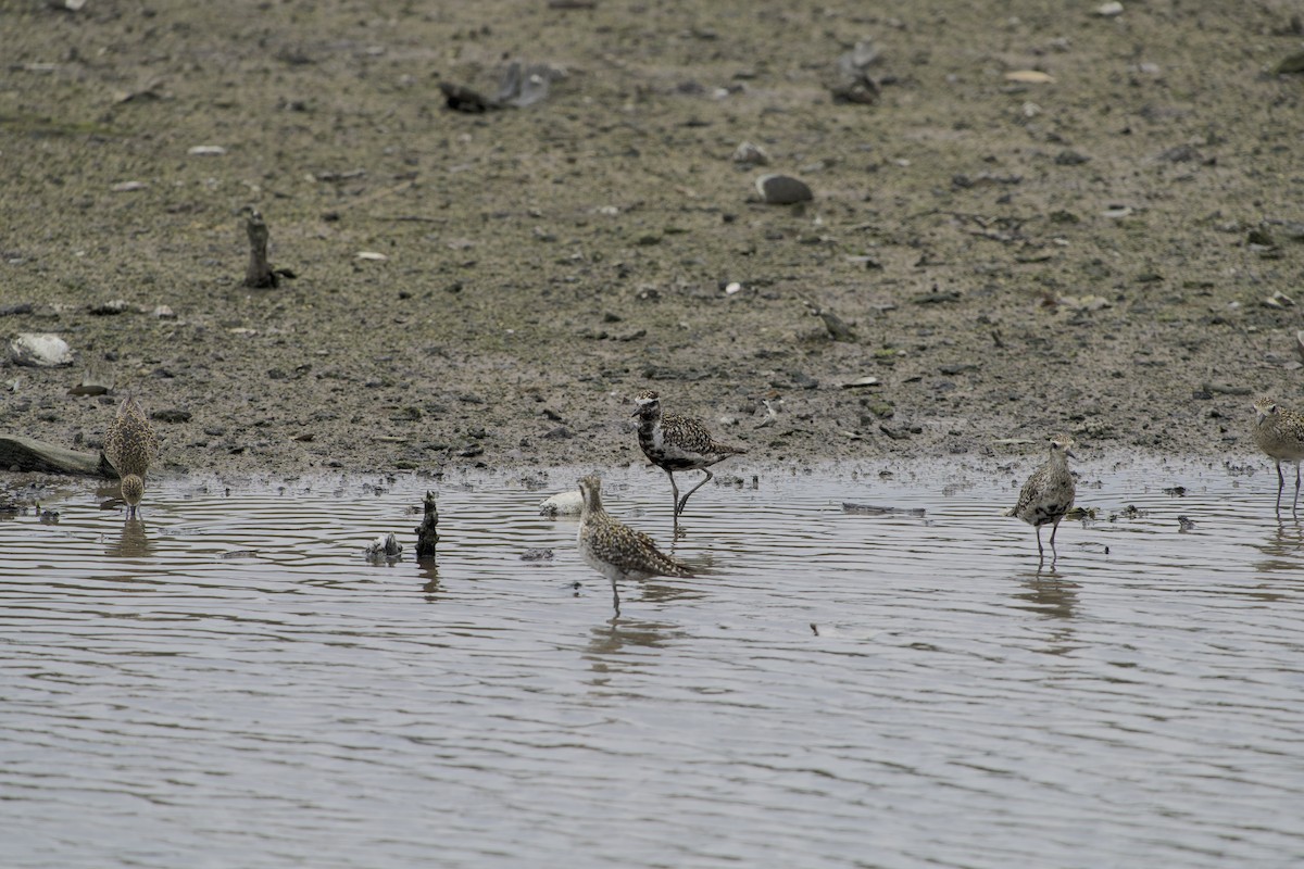 Pacific Golden-Plover - ML642265412