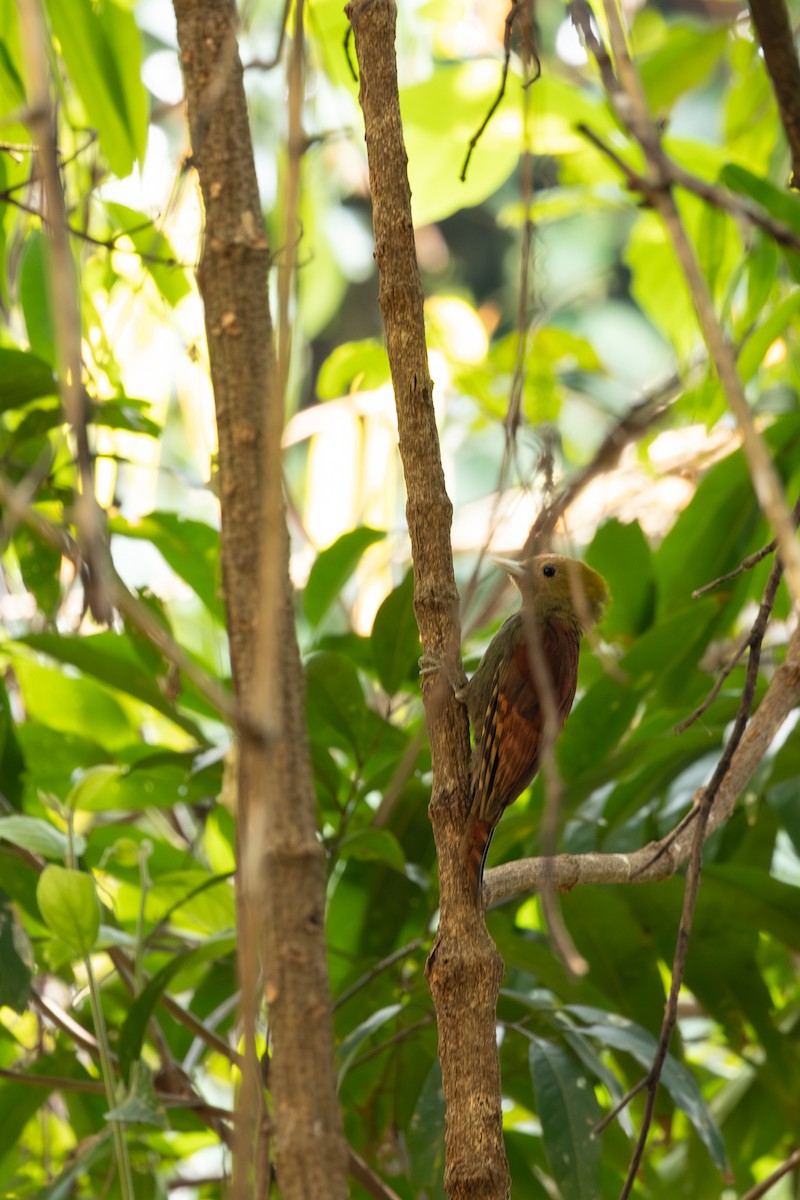Pale-headed Woodpecker - ML642265434