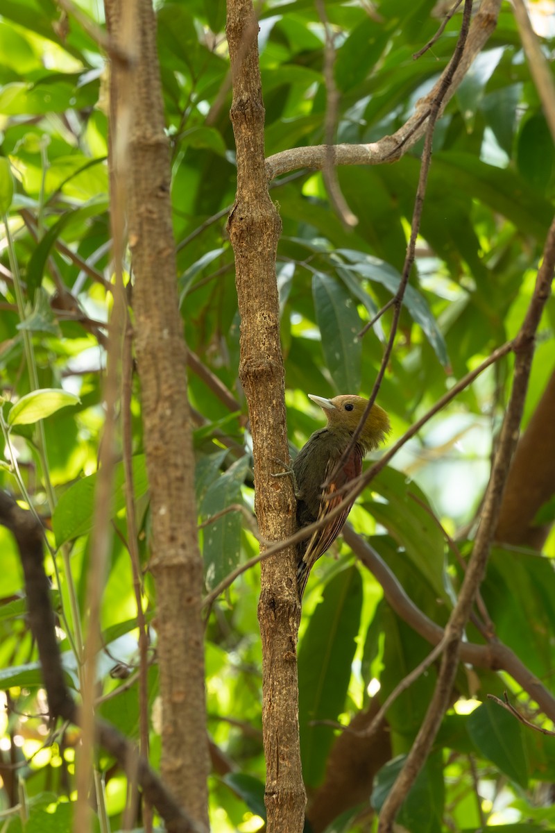 Pale-headed Woodpecker - ML642265435