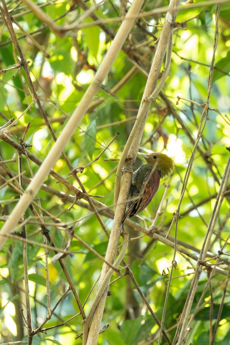 Pale-headed Woodpecker - ML642265437