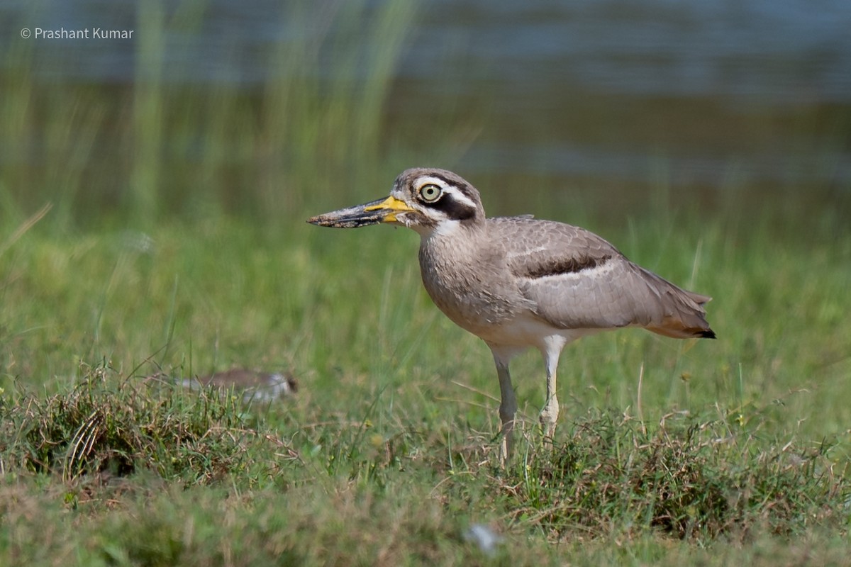 Great Thick-knee - ML642265440