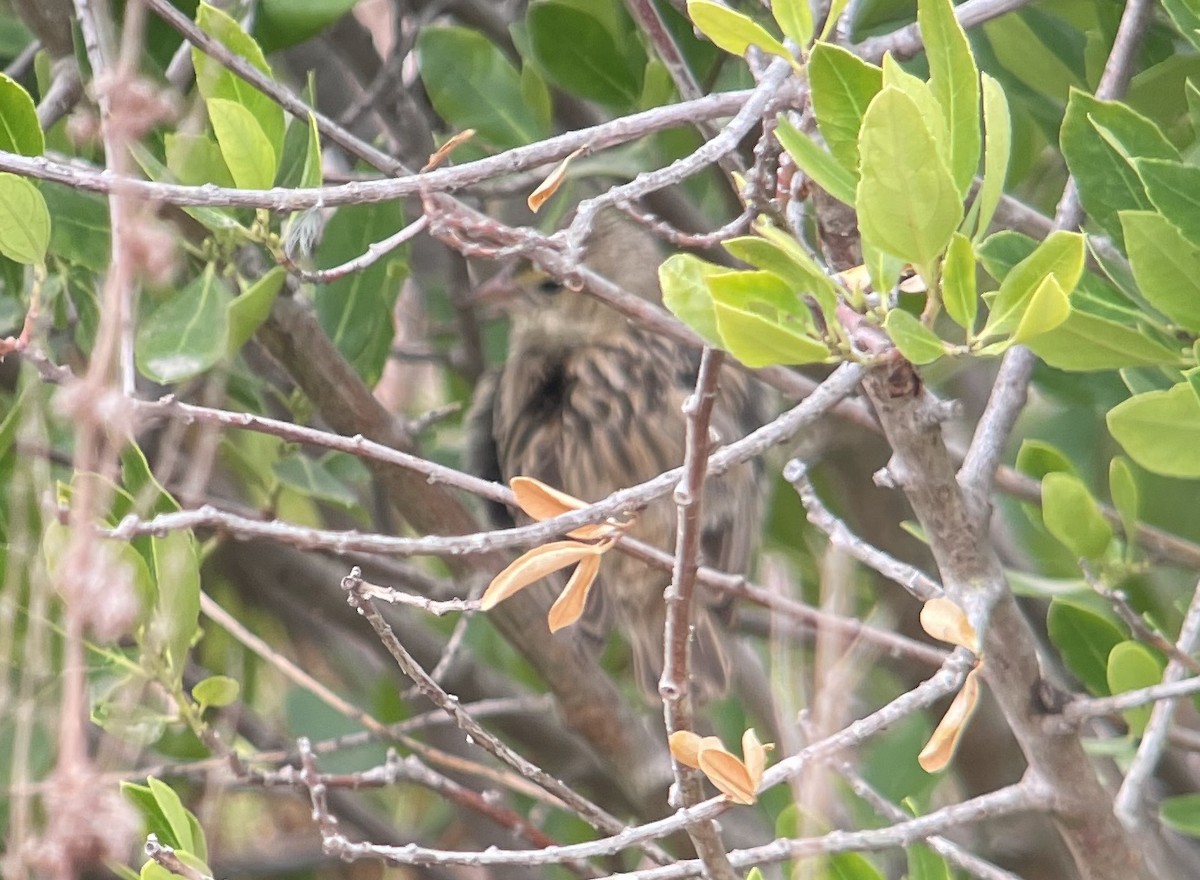 Northern Red Bishop - ML642265455