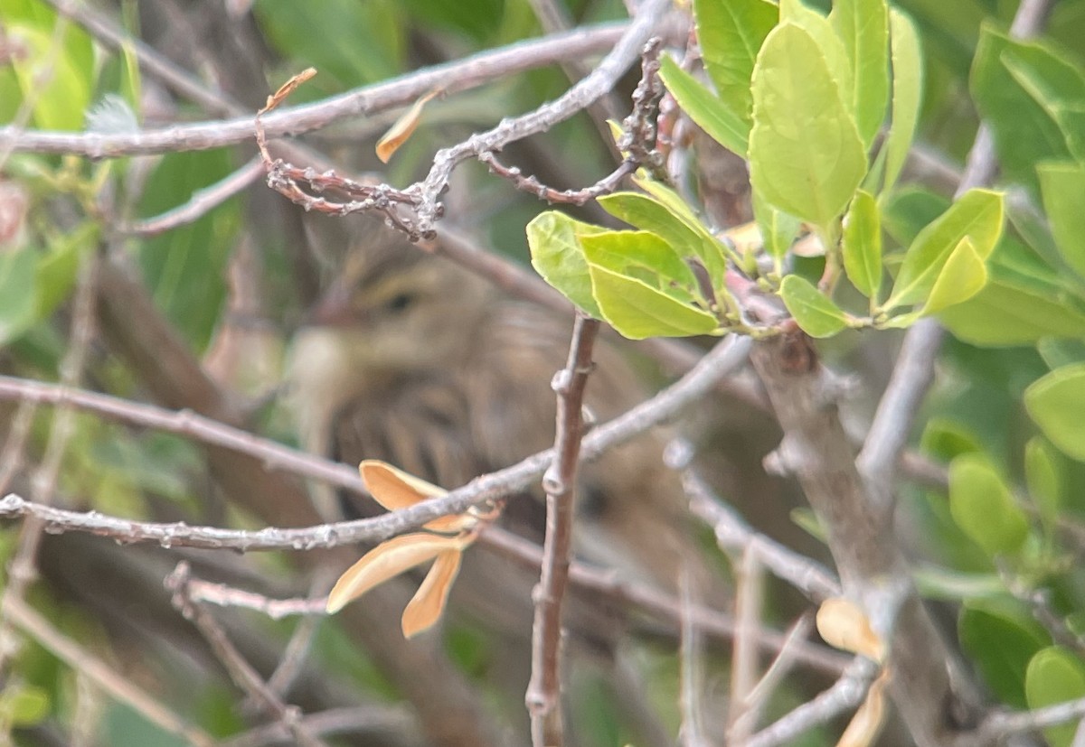 Northern Red Bishop - ML642265460