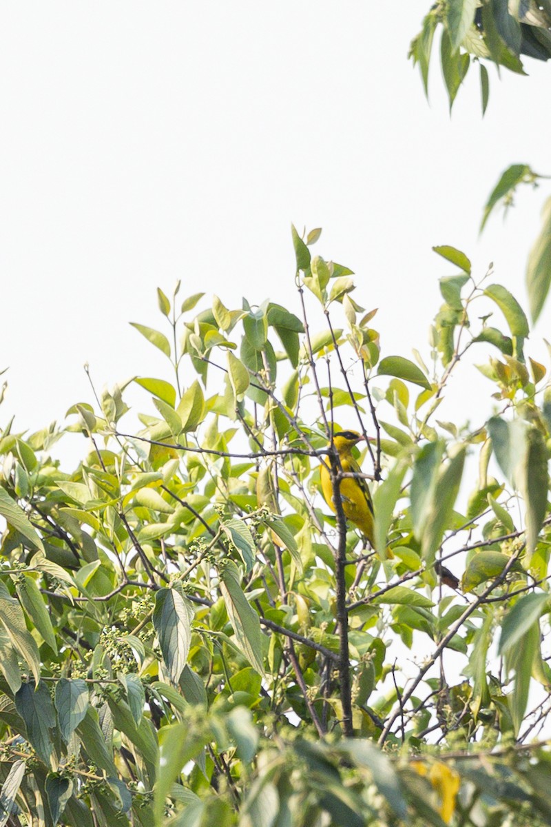 Slender-billed Oriole - ML642265471