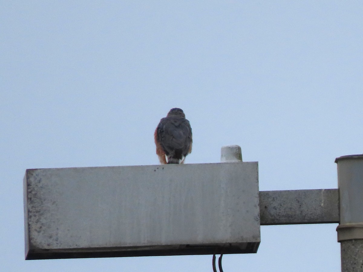 Cooper's Hawk - ML642265509