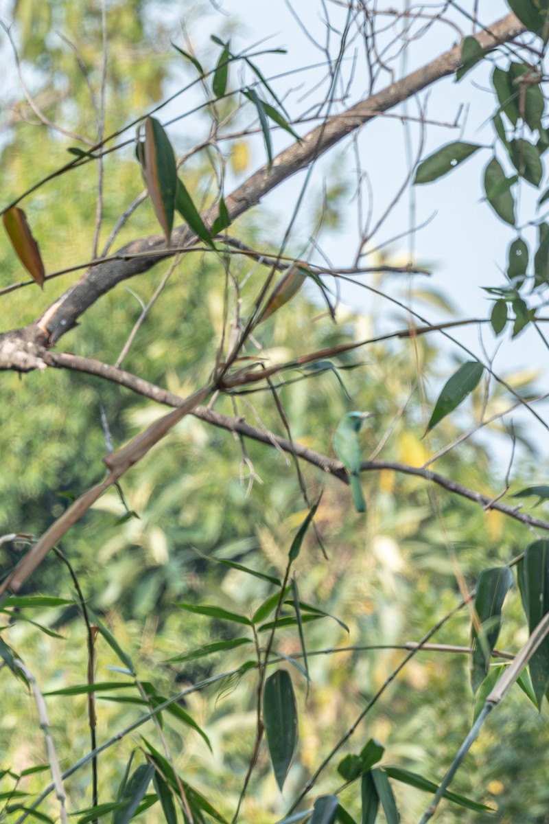 Blue-bearded Bee-eater - ML642265513