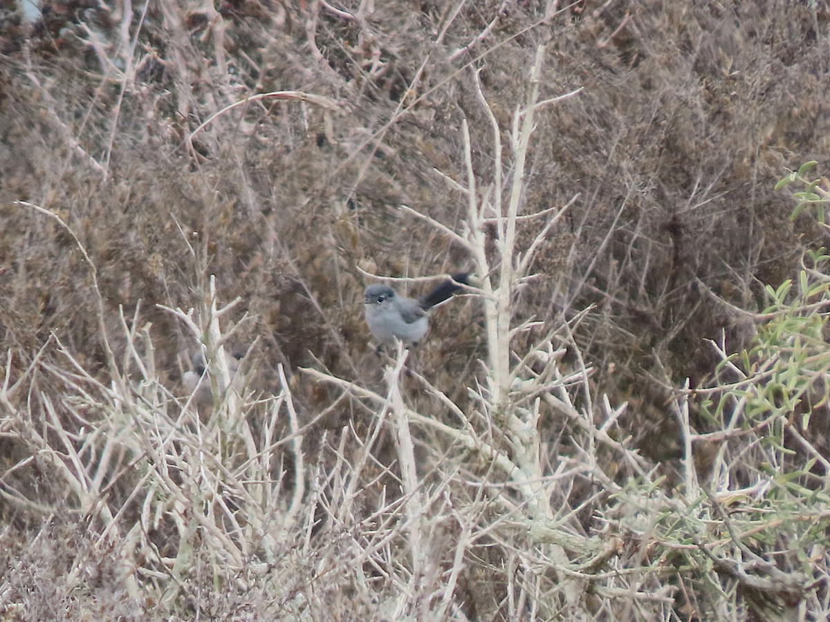California Gnatcatcher - ML642265519