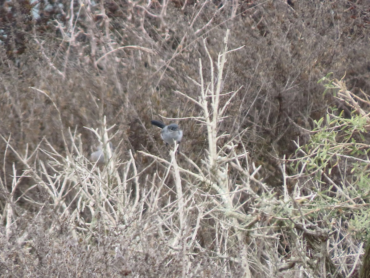 California Gnatcatcher - ML642265520