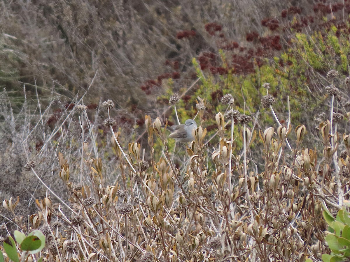 California Gnatcatcher - ML642265521