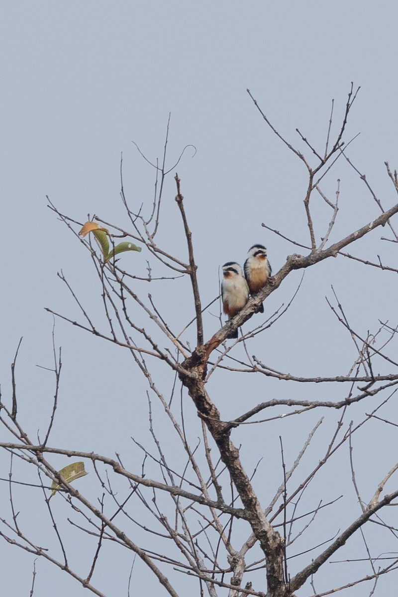 Collared Falconet - ML642265524
