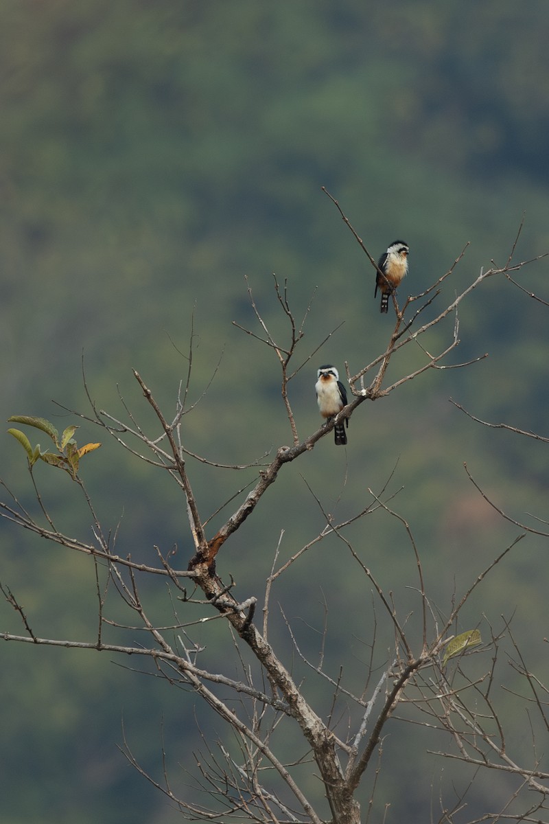 Collared Falconet - ML642265525