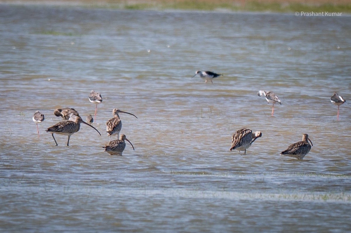 Eurasian Curlew - ML642265529